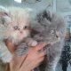 Персийски котенца