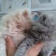 Персийски котенца