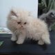 Персийски котенца