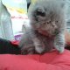 Персийски котенца