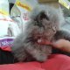 Персийски котенца