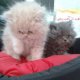Персийски котенца