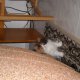 Персийско коте(полуекстремал)