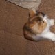 Персийско коте(полуекстремал)