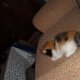 Персийско коте(полуекстремал)