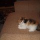 Персийско коте(полуекстремал)