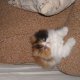 Персийско коте(полуекстремал)