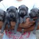 Уникален Американски сив/син питбул blue nose с Родословие