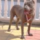 Уникален Американски сив/син питбул blue nose с Родословие