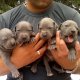 Уникален Американски сив/син питбул blue nose с Родословие