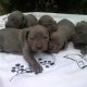 Уникален Американски сив/син питбул blue nose с Родословие