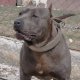 Уникален Американски сив/син питбул blue nose с Родословие