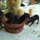 Продавам мини пинчери