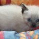 Сиамски котета