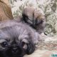 Продавам Кралски Пекинези
