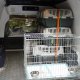 ПРЕВОЗ и разнос на ЖИВОТНИ „Zoo Transport” – КУЧЕТА,КОТКИ,ПТИЦИ