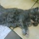 Персийски котета