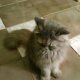 Персийски котета
