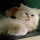 Персийски котета