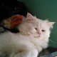 Персийски котета