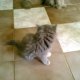 Персийски котета