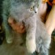 Персийски котета