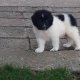 Чистокръвни Каракачански кучета