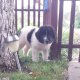 Чистокръвни Каракачански кучета
