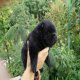 Продавам женско кученце Чау-чау,