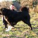 Продавам българско овчарско куче - елитна женска на 1 год. и 3 месеца