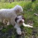 Трюфели Куче търсач за трюфели лагото lagotto romagnolo