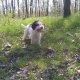 Трюфели Куче търсач за трюфели лагото lagotto romagnolo