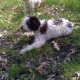 Трюфели Куче търсач за трюфели лагото lagotto romagnolo