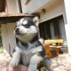 Продавам чистокръвни кученца порода Хъски