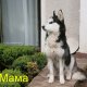 Продавам чистокръвни кученца порода Хъски