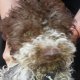 Продавам куче Лагото Романьоло ( Lagotto Romagnolo )