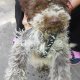 Продавам куче Лагото Романьоло ( Lagotto Romagnolo )