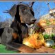 Doberman,доберман