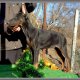 Doberman,доберман