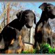 Doberman,доберман