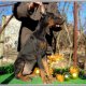 Doberman,доберман