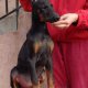 Доберман, добермани, доберманчета,доберманче, doberman