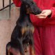 Доберман, добермани, доберманчета,доберманче, doberman