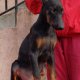 Доберман, добермани, доберманчета,доберманче, doberman