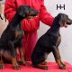 Доберман, добермани, доберманчета,доберманче, doberman