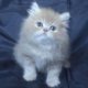 Класическо персийско котенце