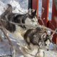 Последно женско бебе от кучилото сибирско хъски в продажба