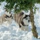 Последно женско бебе от кучилото сибирско хъски в продажба