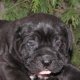 Кане корсо от NETTISDOGS
