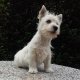 Уест хайленд уайт териер от NETTISDOGS